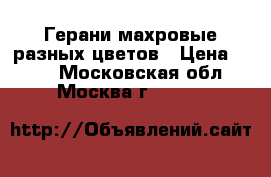 Герани махровые разных цветов › Цена ­ 200 - Московская обл., Москва г.  »    